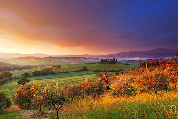 farm y los olivos en toscana al atardecer - arboleda fotografías e imágenes de stock