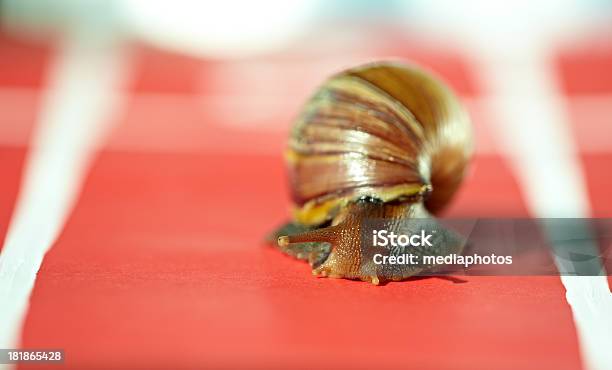 Sportowy Snail - zdjęcia stockowe i więcej obrazów Bezkręgowce - Bezkręgowce, Bieg długodystansowy, Biegać