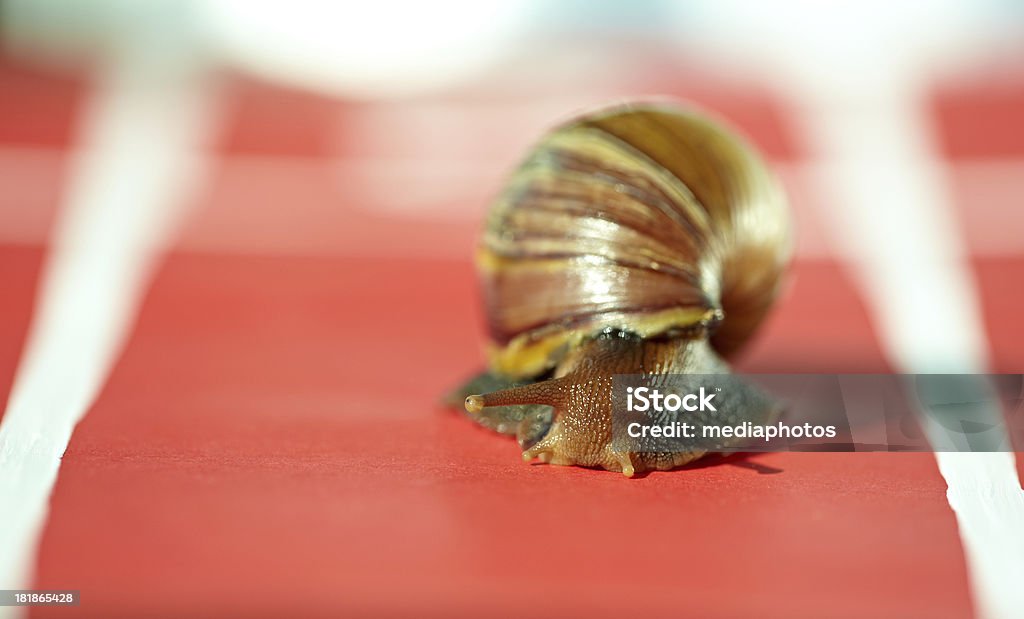 Caracol Desportivo - Royalty-free Animal Foto de stock