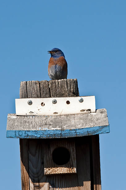istock Western Bluebird Perched on a Birdhouse 181865660