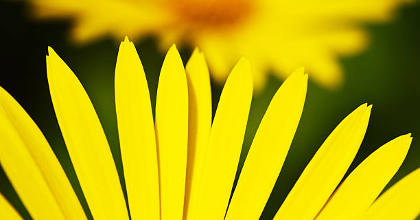 黄菊の花びら - interflora ストックフォトと画像