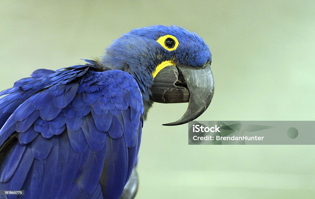 Blue 야생조류 - 로열티 프리 갈고리 발톱 스톡 사진