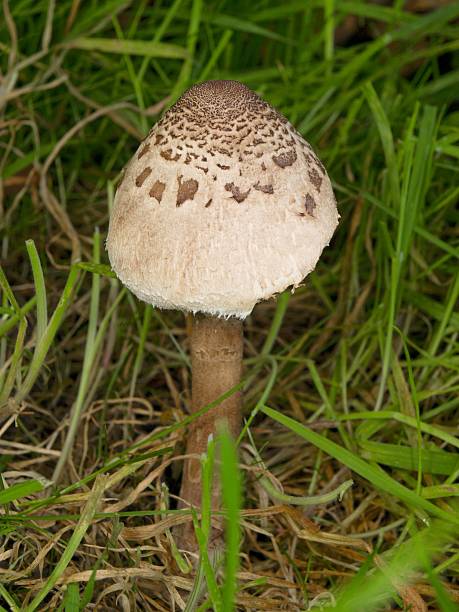 istock Lepiota Mushroom - Parasol 181865803