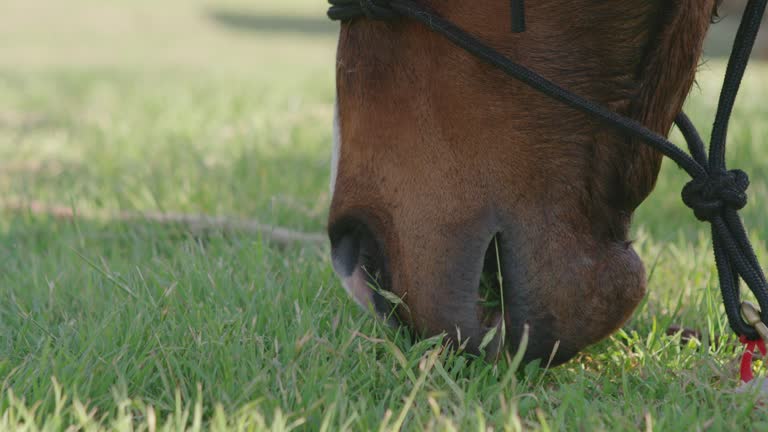 Horse eating green grass with mouth, close up