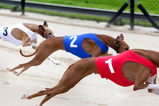 Greyhounds on racetrack "Greyhounds on racetrack, full speed - minor motion blur." restraint muzzle photos stock pictures, royalty-free photos & images