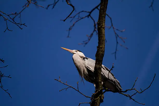 Grey heron sitting on the tree.