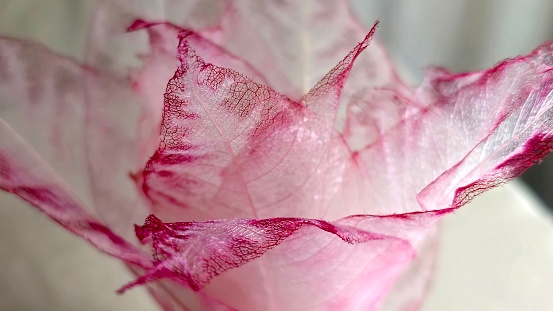 Pink and white fiber leaves, transparent veiny structure, close-up with details of texture.