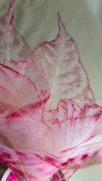 istock Pink and white fiber leaves 1818661200