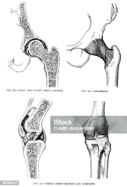 Ilustración de Piernas De Los Huesos Y Ligaments y más Vectores Libres de Derechos de Anatomía - Anatomía, Anticuado, Antigualla