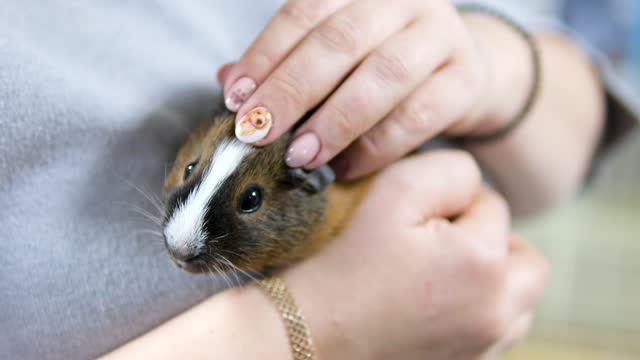 Close up of female vet holding guinea pig on the hand. Gently strokes her calming