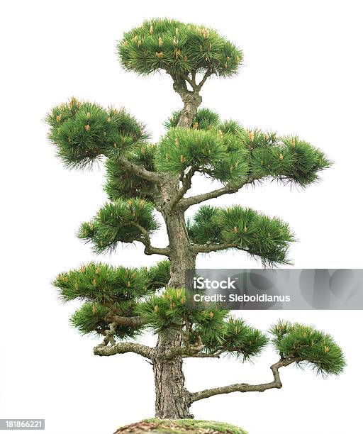 Bonsai Conifer Isolated On White Stock Photo - Download Image Now