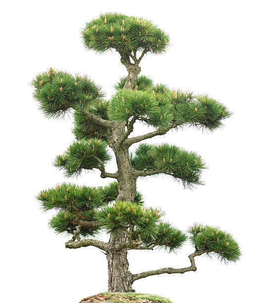 хвойный bonsai (ponderosa сосна, pinus ponderosa), изолированных на белый. - pine tree tree isolated ponderosa pine tree стоковые фото и изображения