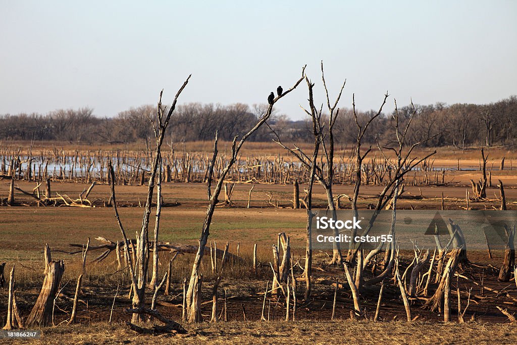 Dry Lake und Truthähne oder Buzzards - Lizenzfrei Ast - Pflanzenbestandteil Stock-Foto