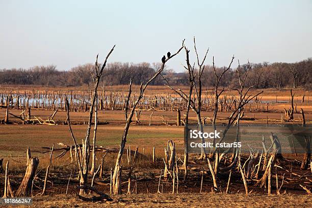 Dry Lake Und Truthähne Oder Buzzards Stockfoto und mehr Bilder von Ast - Pflanzenbestandteil - Ast - Pflanzenbestandteil, Ausgedörrt, Baum