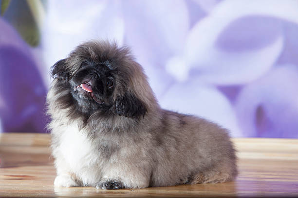 istock Pekinese puppy 181866398