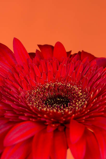 istock Side view of red Gerbera Daisy on orange. 181866467
