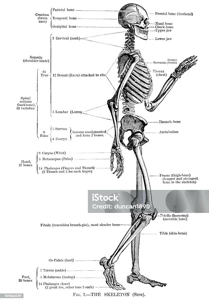 Human Skeleton "Vintage engraving of a Human Skeleton in profile, 19th century" Profile View stock illustration