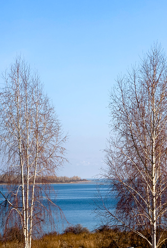 Bare trees silhouetted against the backdrop of a serene lake.