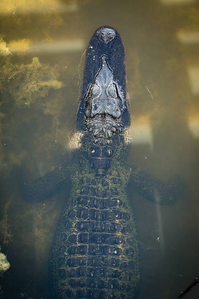컬러 이미지를 악어 lurking 물 - directly above outdoors alligator florida 뉴스 사진 이미지
