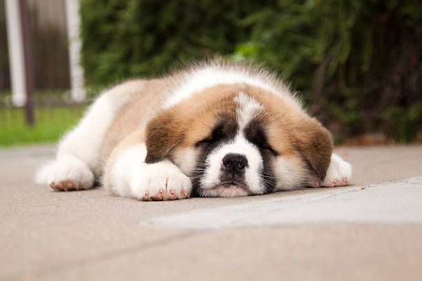 Chiot Saint Bernard chambre - Photo