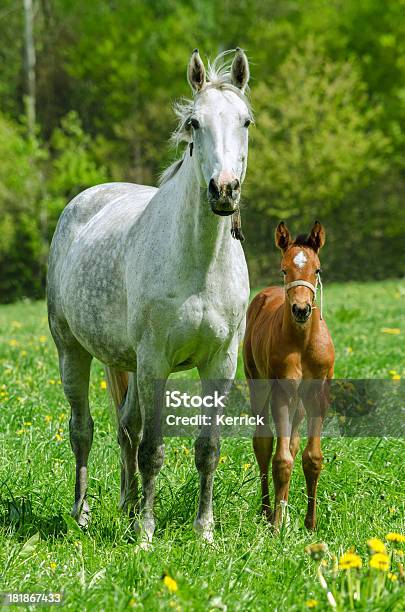 Warmblood Stute Und Fohlen Sie Stockfoto und mehr Bilder von Fohlen - Fohlen, Agrarbetrieb, Aktivitäten und Sport