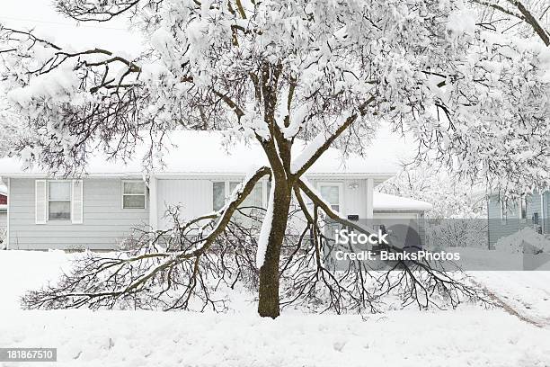 Dañadas Durante El Invierno Snowstorm Árbol Foto de stock y más banco de imágenes de Nieve - Nieve, Dañado, Árbol