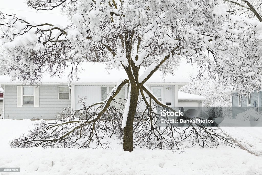 Albero danneggiato durante l'inverno Neve molto forte - Foto stock royalty-free di Neve