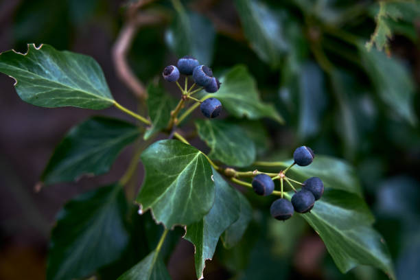 istock blue berries on green leaves seen close up 1818675409