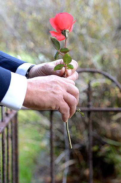 istock Elderly man's hand with rose in graveyard 181867552