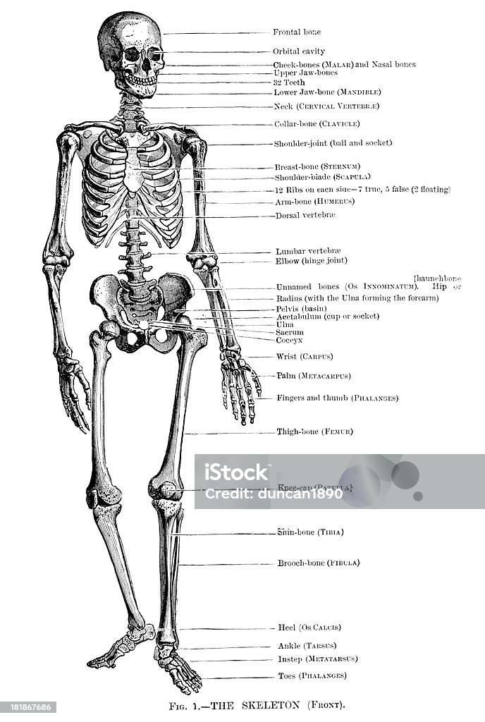 Esqueleto Humano - Ilustração de Anatomia royalty-free