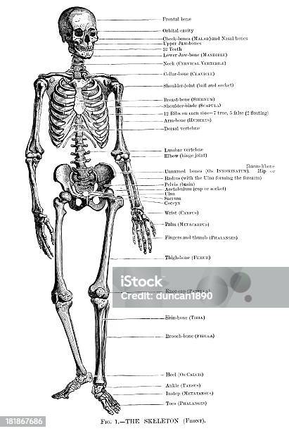 Vetores de Esqueleto Humano e mais imagens de Anatomia - Anatomia, Antigo, Antiguidade