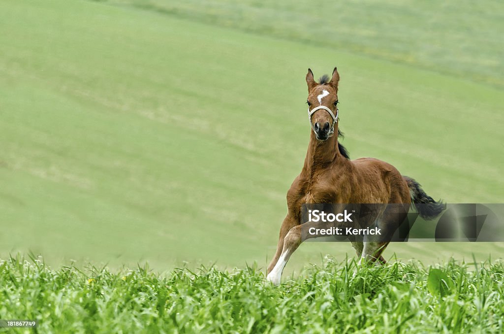 warmblood Fohlen im Galopp - Lizenzfrei Agrarbetrieb Stock-Foto