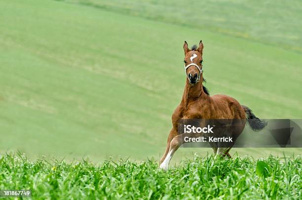 Warmblood Fohlen Im Galopp Stockfoto und mehr Bilder von Agrarbetrieb - Agrarbetrieb, Aktivitäten und Sport, Bewegung