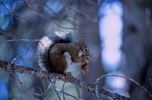 A pine squirrel is sitting on a branch in the forest munching on a pine cone.