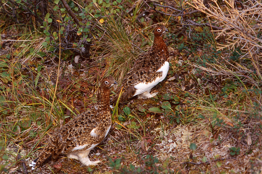 Ptarmigan blend into the background as they forge for food in Alaska.  Ptarmigan a northern grouse of mountainous and Arctic regions.