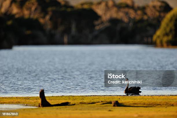 Schwarzer Schwan Stockfoto und mehr Bilder von Australien - Australien, Einzelnes Tier, Fotografie