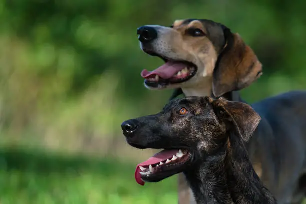 Two attentive dogs in head profile from the side with a friendly panting look, against a natural green background.