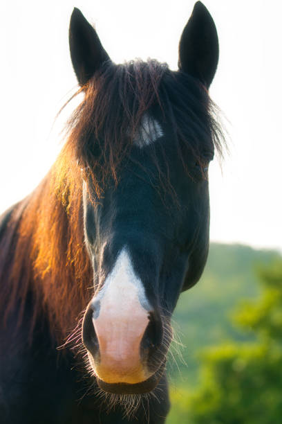Horse portrait of a black horse with a white blaze and sunlight.