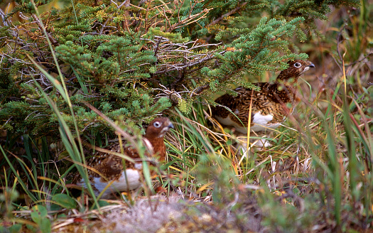 Ptarmigans blend into the background as they forge for food in Alaska.  Ptarmigans are northern grouse of mountainous and Arctic regions.