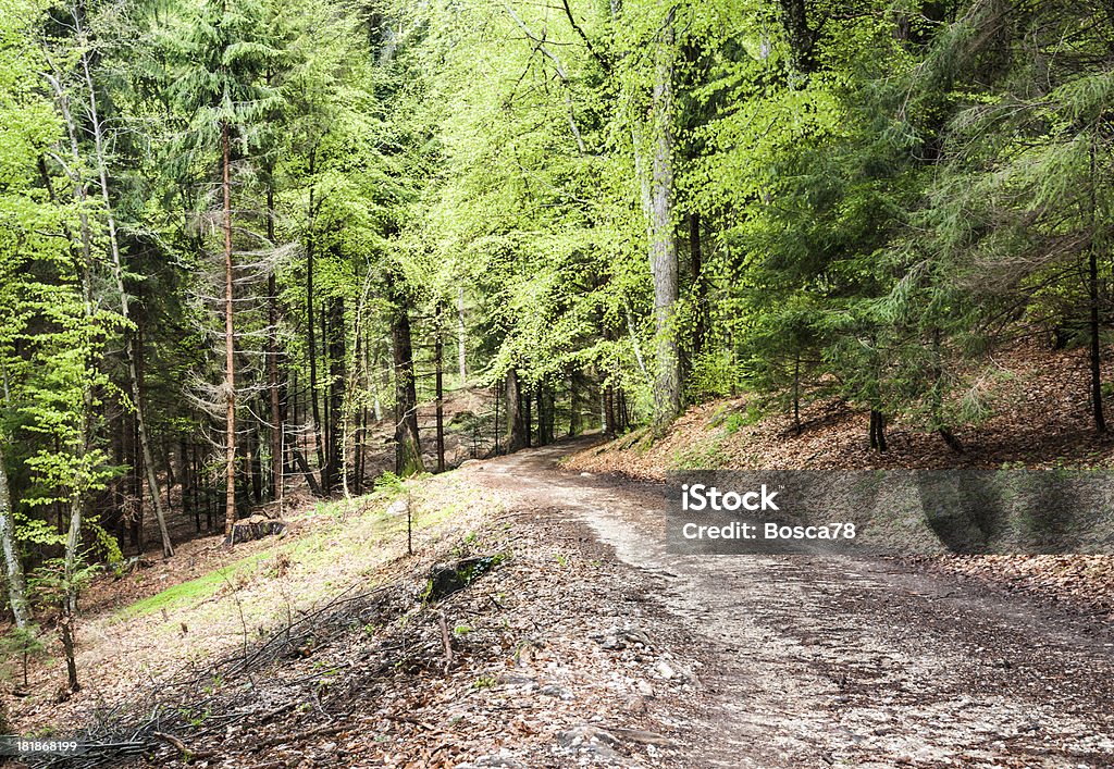Caminho de floresta - Royalty-free Alpes Europeus Foto de stock