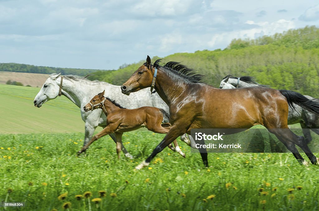 warmblood horse herder-mares und im Galopp foam hand - Lizenzfrei Fohlen Stock-Foto