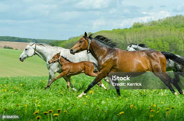 Warmblood Horse Herdermares Und Im Galopp Foam Hand Stockfoto und mehr Bilder von Fohlen