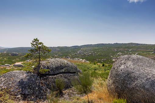 View of Serra da Estrela with pine trees and giant rocks.