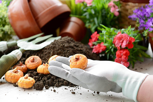 istock flowers in the garden 181868389