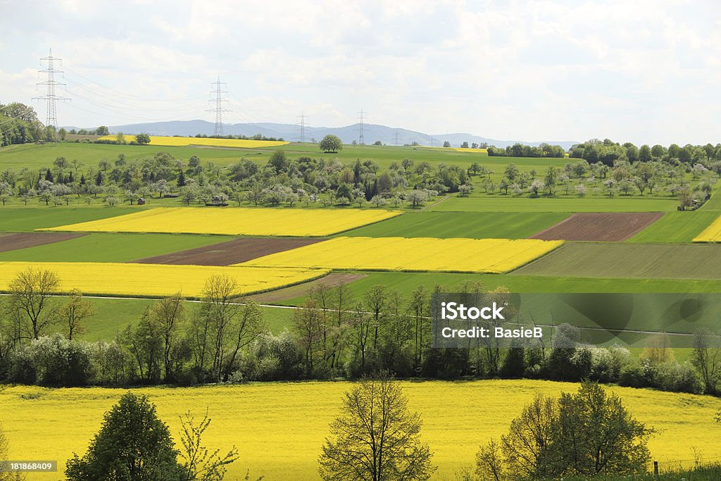 Raps field. - Lizenzfrei Agrarland Stock-Foto