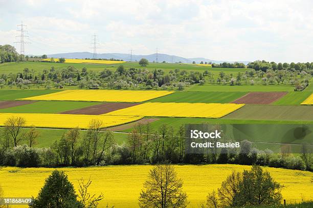 Foto de Brassica Napus L Campo e mais fotos de stock de Agricultura - Agricultura, Alemanha, Amarelo