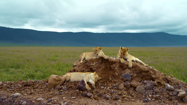SLO MO Three lionesses lounging on a soil mound in the expansive greenery of Tanzania's lush landscape. Trio of lionesses resting on heap by vast verdant expanse