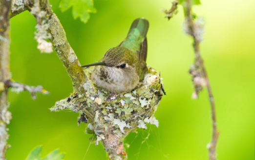 Annas Hummingbird sitting in her nest.