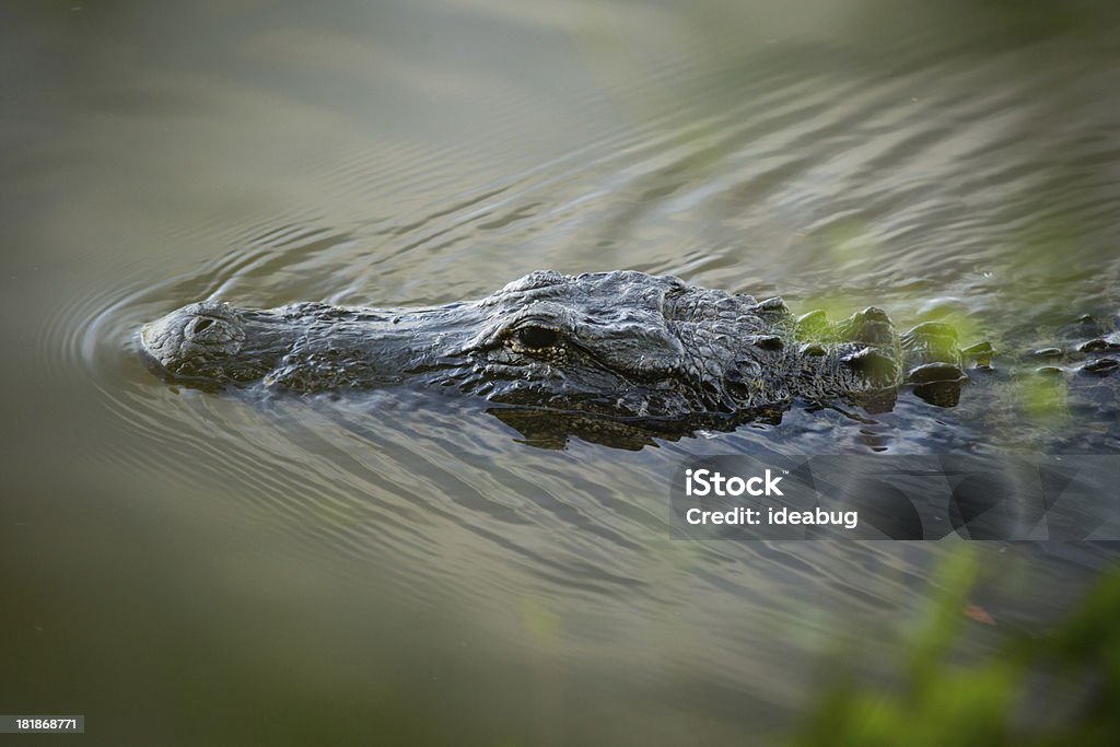 Immagine a colori di alligatore che si nascondono in acqua - Foto stock royalty-free di Acqua