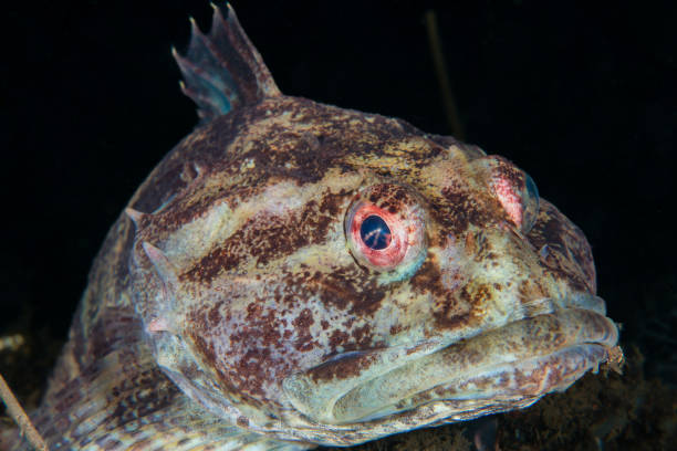 istock Shorthorn sculpin from Norway 1818688224